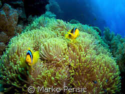 Reef seen with Red Sea Anemonefish (amphiprion bicinctus)... by Marko Perisic 